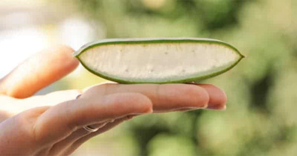 bio aloe vera Die Synergie bioaktiver Inhaltsstoffe in der Organic Beauty Cream von NATURALSOPHY