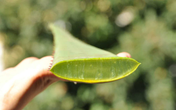 Nur Bio Aloe Vera Direktsaft und kein Wasser als Füllmittel
